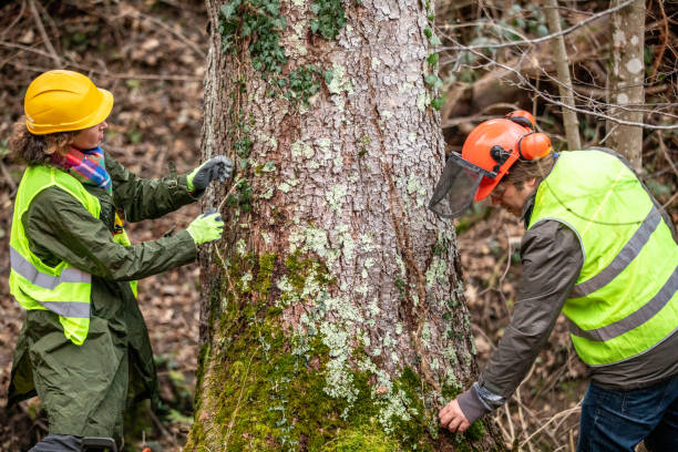 Best Residential Tree Removal  in Advance, MO